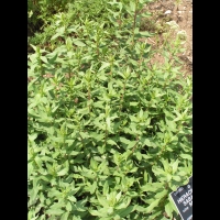 Hieracium Sabaudum (ss esp. Salicetorum) (fam. Composees) (Europe) (2)